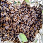 best beehive control in Phoenix
