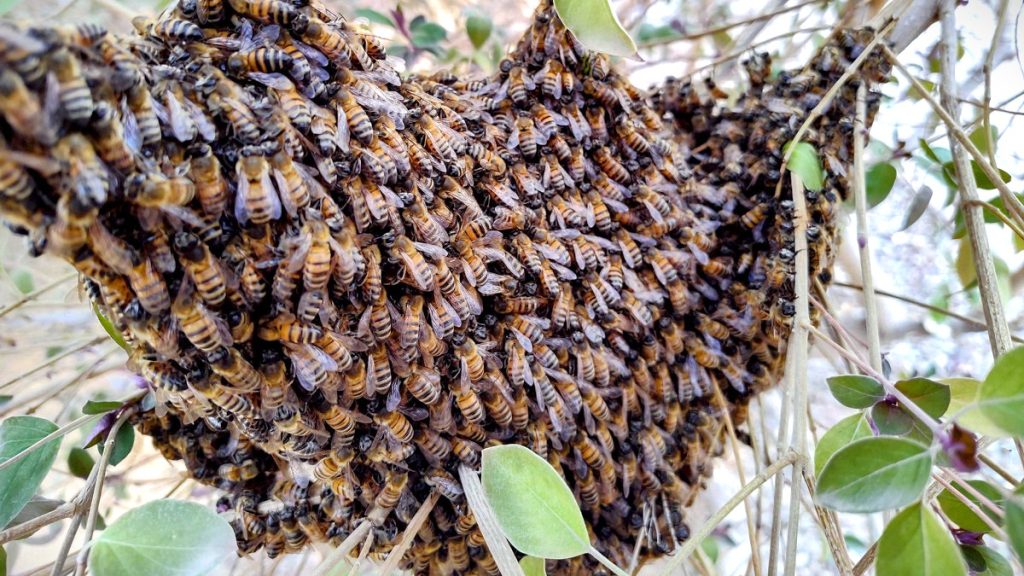 best beehive control in Phoenix