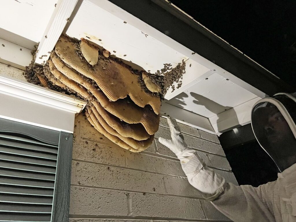 Beehives in Phoenix Block Walls