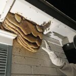 Beehives in Phoenix Block Walls