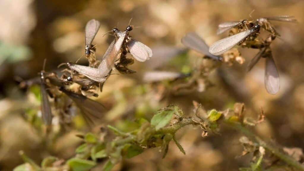 Reliable Pest Solutions