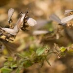 Reliable Pest Solutions