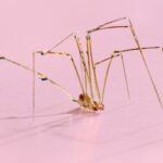 United Pest Solutions