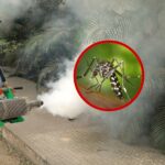 Mosquito Management Strategies