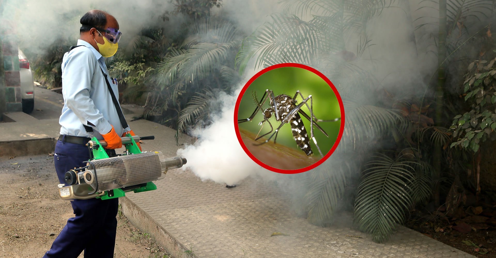 Mosquito Management Strategies