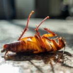 Columbia pest control company