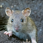 Pest Prevention in Property Maintenance in Virginia