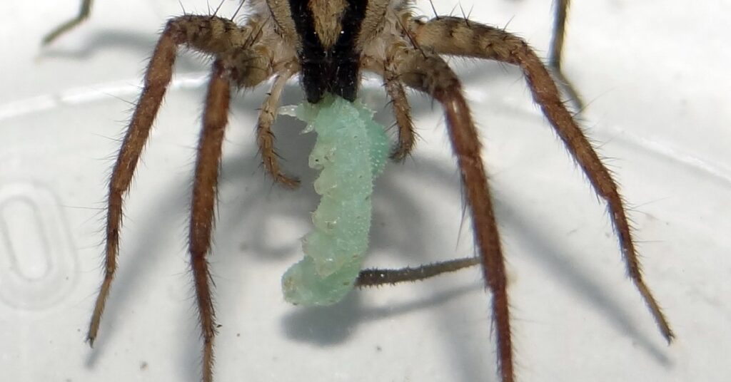 Mental Health in Hannibal