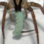 Mental Health in Hannibal